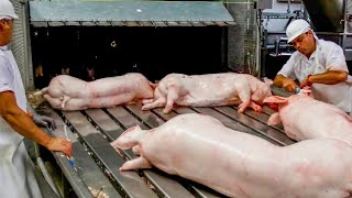 Pig Raising amp Transport Method  Pork Slaughter amp Cutting Line  Sausage Processing Technology [upl. by Frances342]