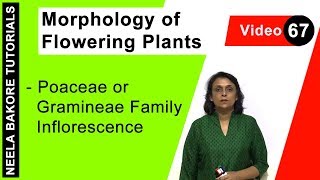 Morphology of Flowering Plants  NEET  Poaceae or Gramineae Family Inflorescence  Neela Bakore [upl. by Latt]