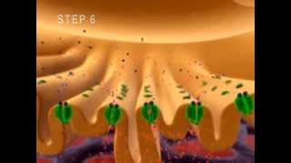 Neuromuscular Junction Muscle Contraction Part 1 Anatomy Tutorial NSCA CSCS Exam ACE PT Exam [upl. by Anceline]