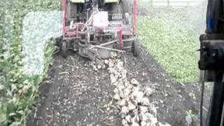 Vergauwe KampP Bieten rooien met Claas  Gilles en Beetmaster arrachage de betteraves sugar beet [upl. by Eachern630]