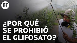 ¿Qué es el glifosato y por qué se prohibió en México junto al maíz transgénico [upl. by Lemmie]