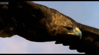 Eagle vs Hare  Predators  BBC Earth [upl. by September]