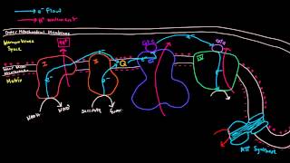 Electron Transport Chain Part 3 of 3  Oxidative Phosphorylation Chemiosmosis ATP Synthase [upl. by Norym]