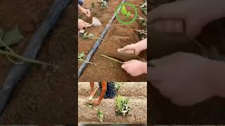 planting sweet potatoes this way for high yield on the farm short satisfying [upl. by Aneleiram2]