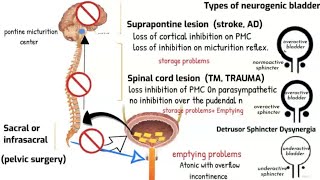 Neurogenic bladder and Micturition reflex [upl. by Clemens]