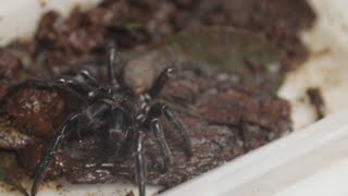 Giant funnelweb spider discovered [upl. by Rehpretsirhc]