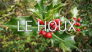 LE HOUX Ilex AQUIFOLIUM [upl. by Lodie]