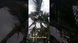 PalmeiraArecaBambuDypsis lutescens HWendlBeentje amp JDransfLeitura na Descriçãopalmeira [upl. by Solon]