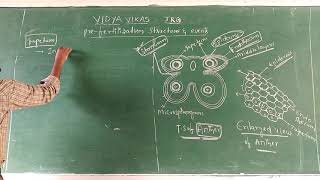 Structure of microsporangium [upl. by Lleznod]