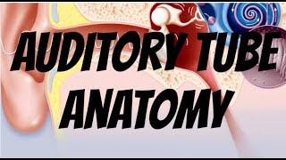 auditory tube anatomy simple prepare for exam clinical diagrams  notes for exam [upl. by Ebsen]