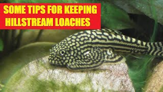 Some tips and info on keeping Hillstream loaches [upl. by Carnahan]