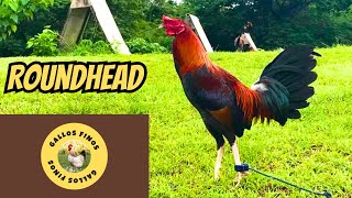 Roundhead Fowl [upl. by Atterg814]