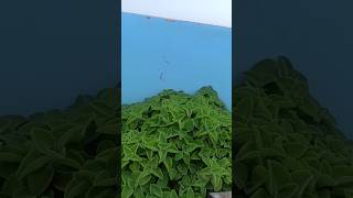 Ajwain plant  health benefit  life green greengarden garden terracegarden trending [upl. by Tija275]