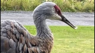 August 31 2024 Sandhill Cranes [upl. by Hsinam]