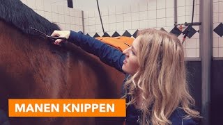 Manen knippen met Eve  PaardenpraatTV [upl. by Uwkuhceki992]