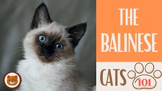 🐱 Cats 101 🐱 BALINESE CAT  Top Cat Facts about the BALINESE KittensCorner [upl. by Warner405]