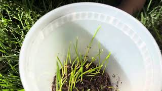 How To Grow A Washingtonia Robusta Part 4 [upl. by Lledra]