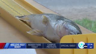 Oneida Lake Walleye Festival Derby this weekend [upl. by Sebastien]