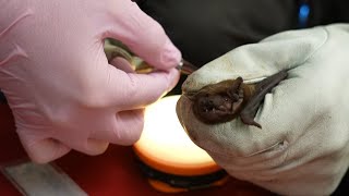 Up Close and Personal with a Urban Bat  24 Hours With  BBC Earth [upl. by Annim]