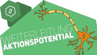 Weiterleitung des Aktionspotentials [upl. by Ellerey]