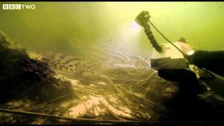 Underwater Encounter with the Nile Crocodile  Swimming with Crocodiles  Episode 1  BBC Two [upl. by Esirahs855]