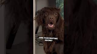 Amazing Secrets About Sprocker Spaniels [upl. by Oler]