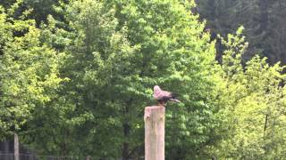 Falknerei Show im Wildpark Neuhaus Holzminden 14 6 2014 Cultus Ferox [upl. by Funk219]