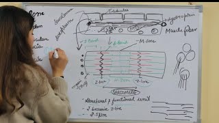 LOCOMOTION AND MOVEMENTSTRUCTURE OF MUSCLE CELLONE SHOTNEETGATECSIRNET⁠BiologieTutorials [upl. by Naujud]