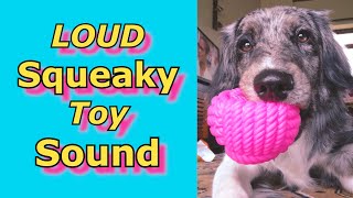 Squeaky Toy Sounds Sounds Dogs React To Sounds that attract dogs prankyourdog squeaky [upl. by Atniuq]