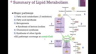 122Summary of Lipid Metabolism [upl. by Elleraj]