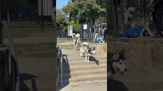 Falkor at the dog park [upl. by Lewes]