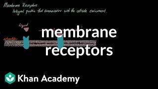 Membrane Receptors  Nervous system physiology  NCLEXRN  Khan Academy [upl. by Garreth]