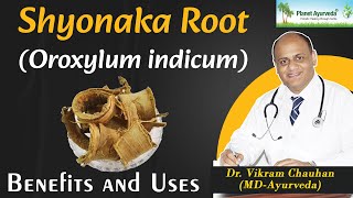 Shyonaka Root  Oroxylum indicum  Benefits and Uses  Dr Vikram Chauhan [upl. by Otsirave900]