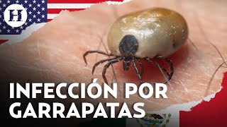 EU Informó la presencia de una enfermedad transmitida por garrapatas proveniente de Tecate BC [upl. by Bamby]