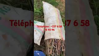 Meilleur Bouture de manioc de u cameroun 237 6 58 18 45 96 [upl. by Chaker]