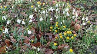 Snowdrops and Aconites [upl. by Clancy]