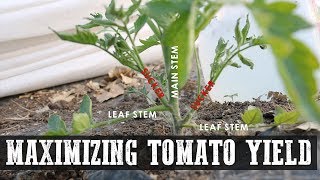 Maximizing Tomato Yield [upl. by Kalasky68]