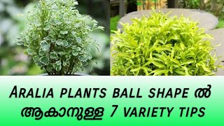 Aralia plants ൽ നമ്മൾ ശ്രദ്ധിക്കേണ്ട 7 കാര്യങ്ങൾ [upl. by Tumer]