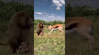 Deer on fire 🔥deer vs monkey 🐒animalsvideo shorts [upl. by Rouvin]