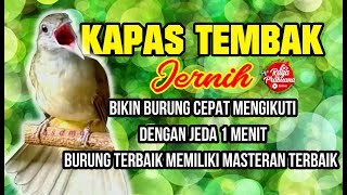 Terbaru Suara Kapas Tembak 1 Jam Jernih dgn jeda 1 menit  membuat burung tidak stres amp cepat bisa [upl. by Galateah845]