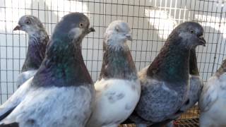 Tippler Pigeons for sale limited time [upl. by Ashatan]