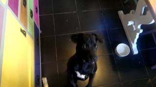 Patterdale Terrier Training  Hand Signals  Patterdale Terrier World Video Channel [upl. by Tudela]