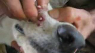 10 Botflies Removed From Dogs Snout [upl. by Lennej573]