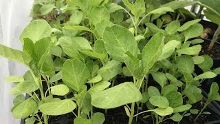 How to start Amaranth seeds [upl. by Zilevi572]