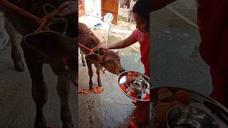 Gau pujan ka din 🙏♥️cow gaushala dairy dailylife lakshmi gaumata goverdhanpooja womenpower [upl. by Rudie]