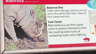 Babirusa at Saint Louis zoo Missouri [upl. by Htur245]