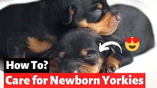 Newborn Yorkie Puppies  How to Care for Newborn Yorkies [upl. by Corotto]