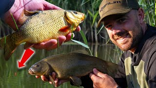 Fishing For CRUCIAN CARP amp TENCH  Traditional Float Fishing [upl. by Ahsiekim640]