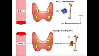 Regulation of Blood Calcium via PTH and Calcitonin [upl. by Marian]