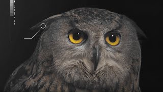 How Does an Owls Hearing Work  Super Powered Owls  BBC Earth [upl. by Ehpotsirhc]